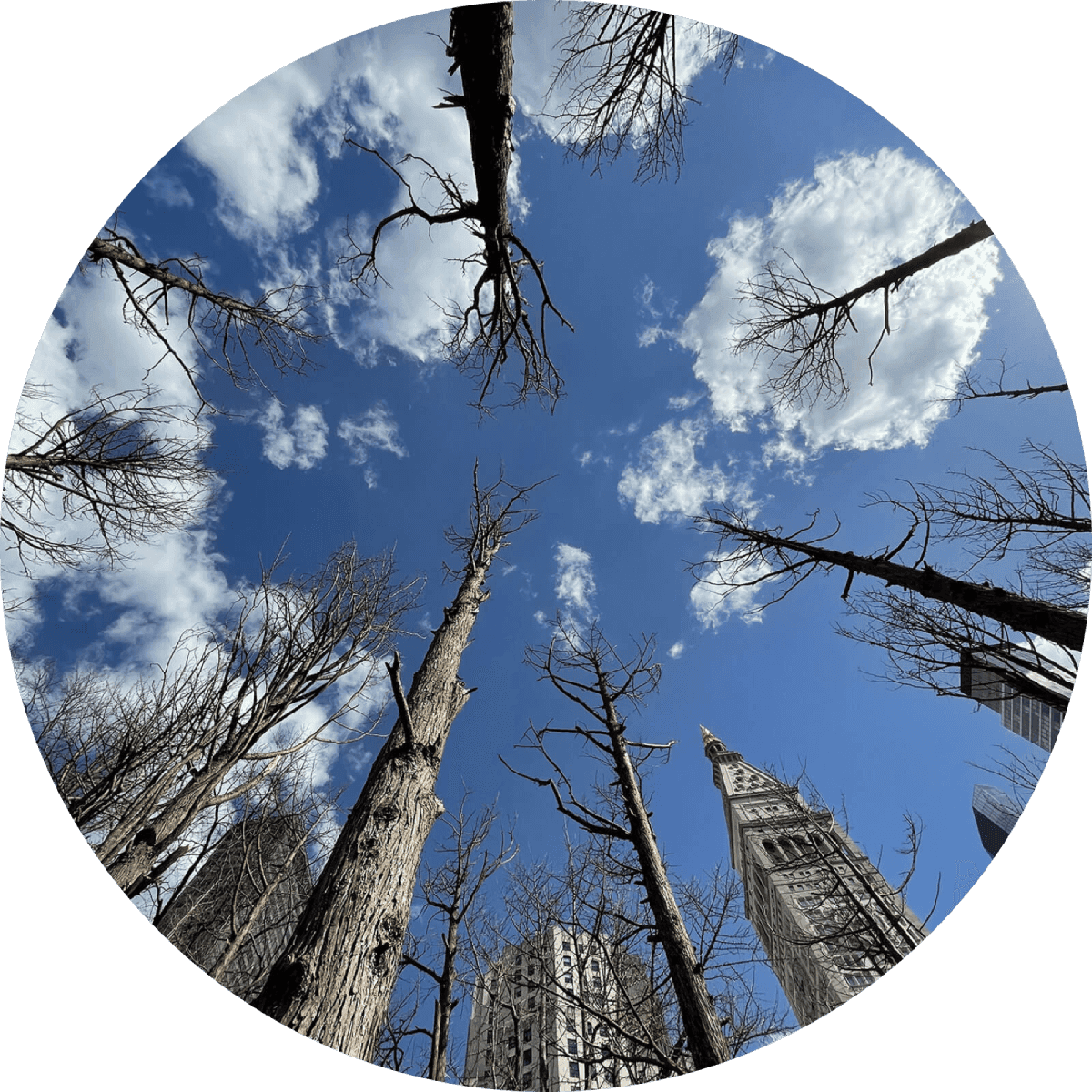 A view of a forest looking up from the ground