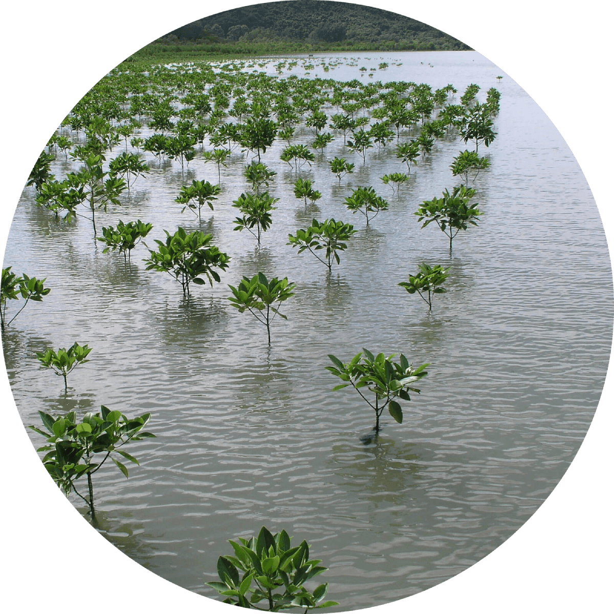 An overhead view of fields