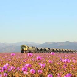 Atacama Desert