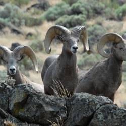 Friends of the Columbia River Gorge