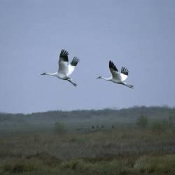 Habitat loss