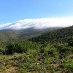 Cloud forests