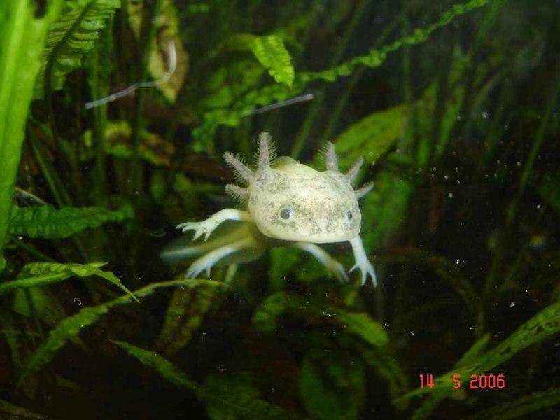 1024px-Ambystoma mexicanum mai 2006