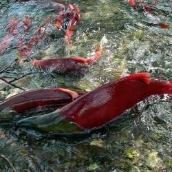 Save Our Wild Salmon