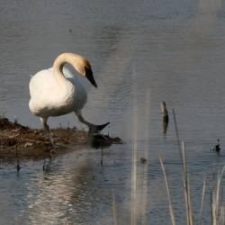 Friends of Second Marsh