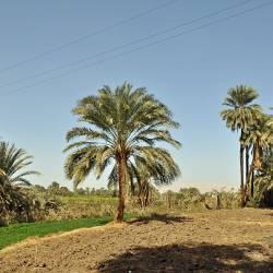 Permaculture Egypt