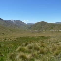 Tussock grasslands