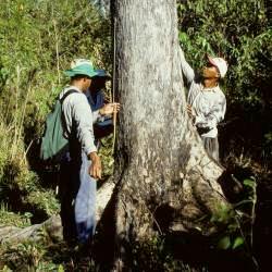 Center for International Forestry Research