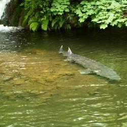 Columbia River Inter-Tribal Fish Commission