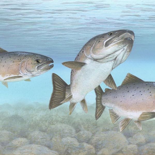 hist-3674-photo-Climate Change Affects Atlantic Salmon