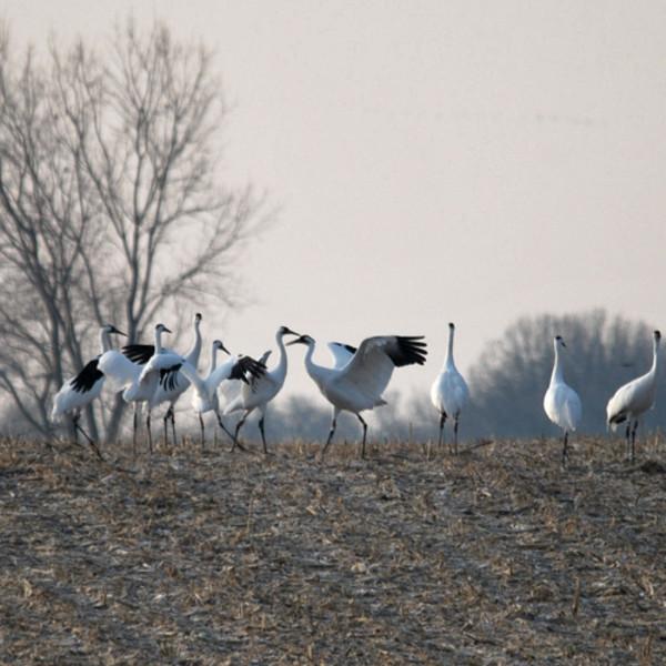 hist-4161-photo-North American Cranes Overview