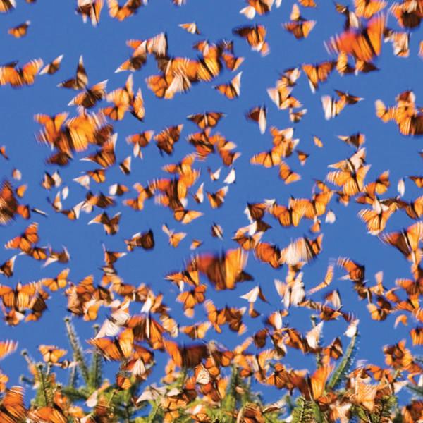 hist-4577-photo-Monarch Butterfly Overview