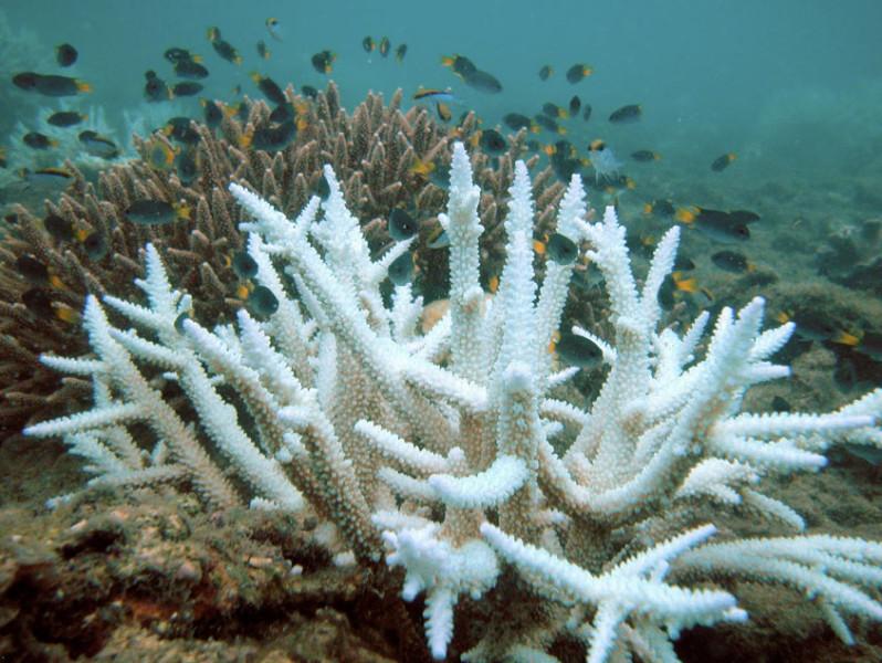 hist-5881-photo-NOAA calls Ocean Acidification “Climate Change’s ‘Equally Evil Twin’”