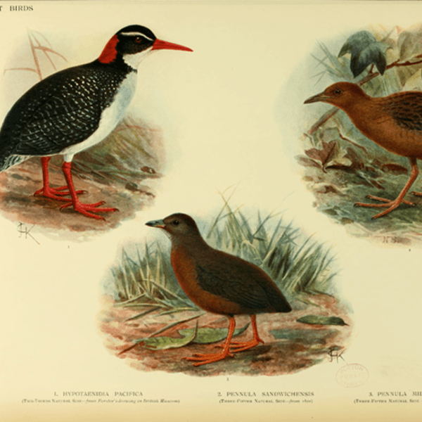 hist-671-photo-Native Bird Species, Lowell Dingus and Timothy Rowe