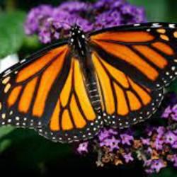 Monarch Butterfly Fund