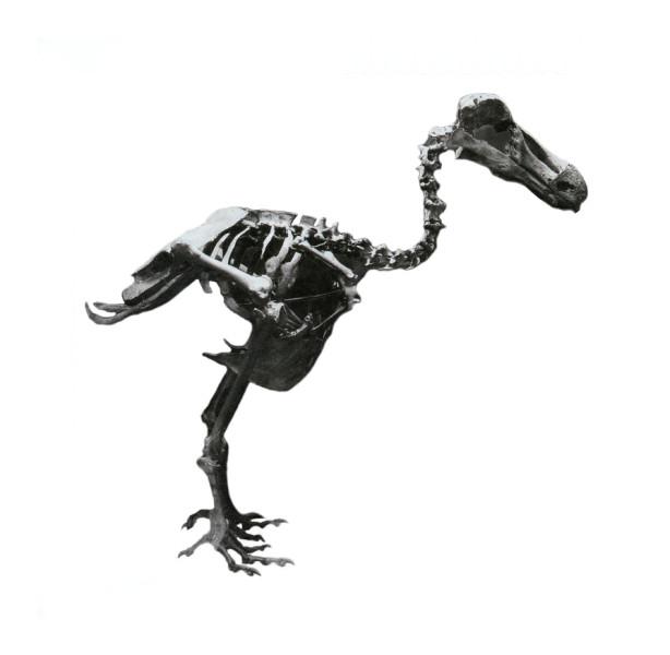 Dodo Skeleton