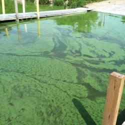 Algal Blooms