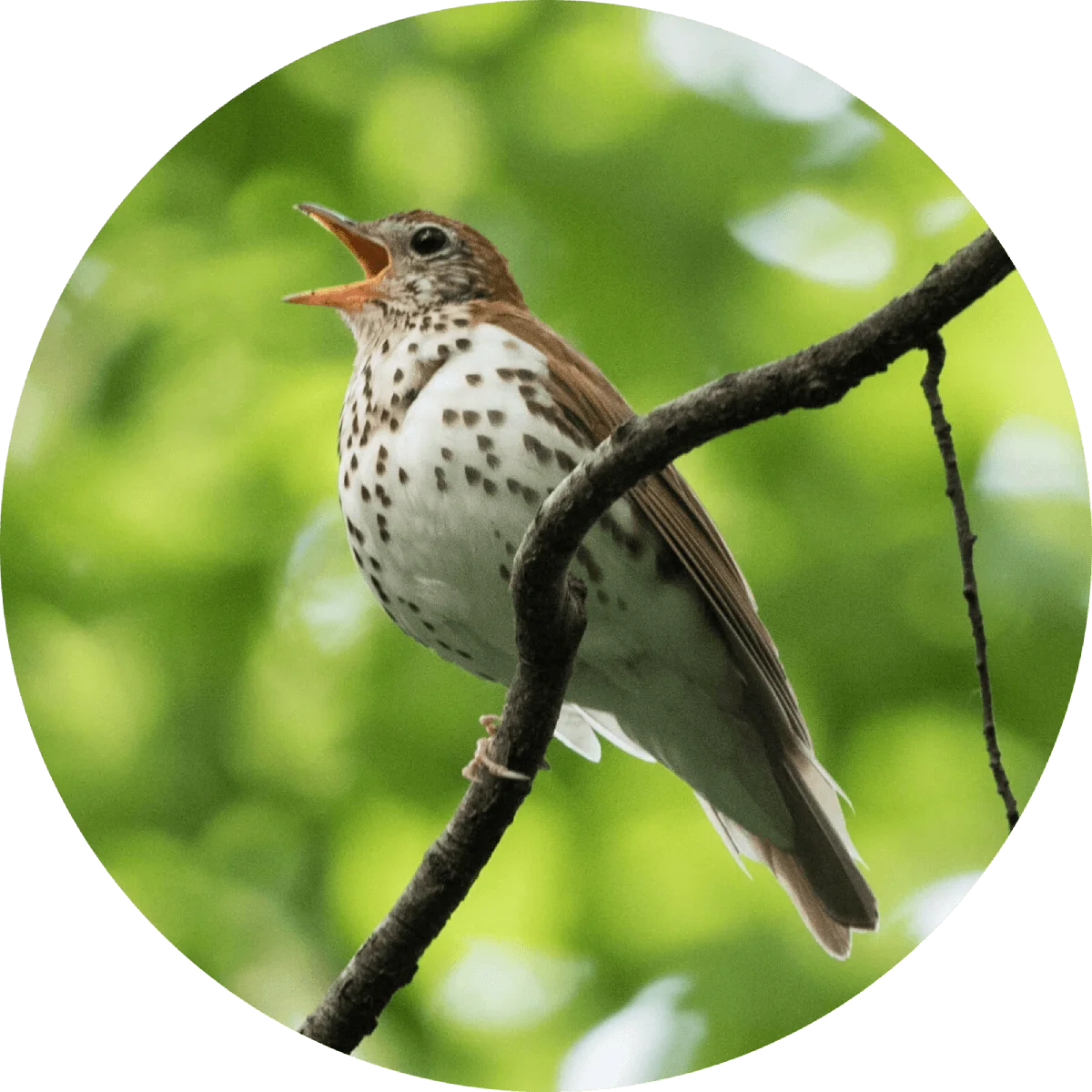 A bird