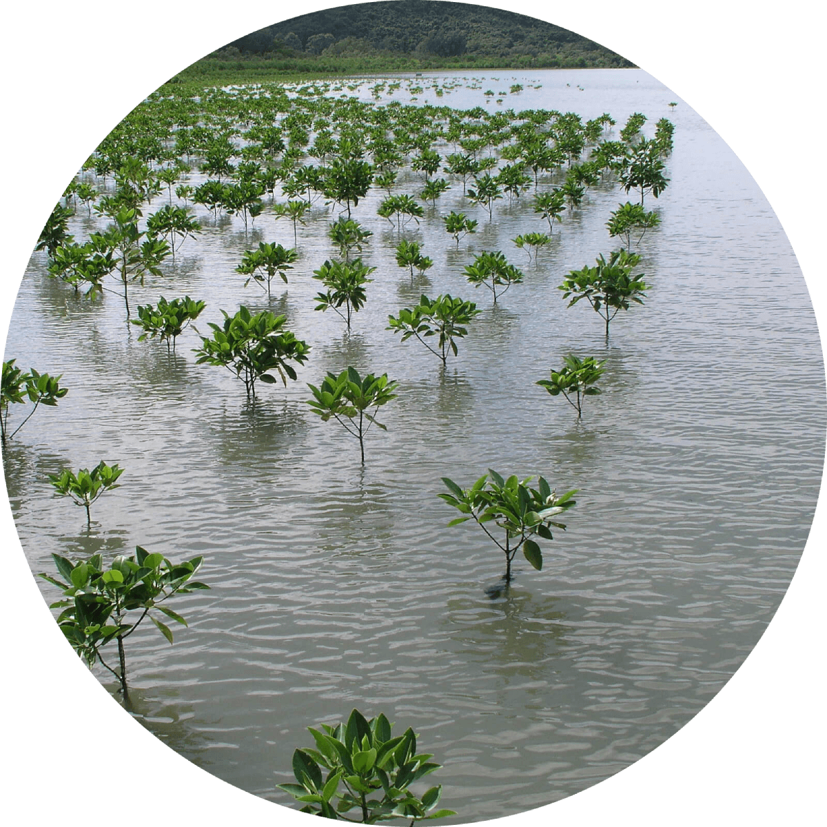 An overhead view of fields