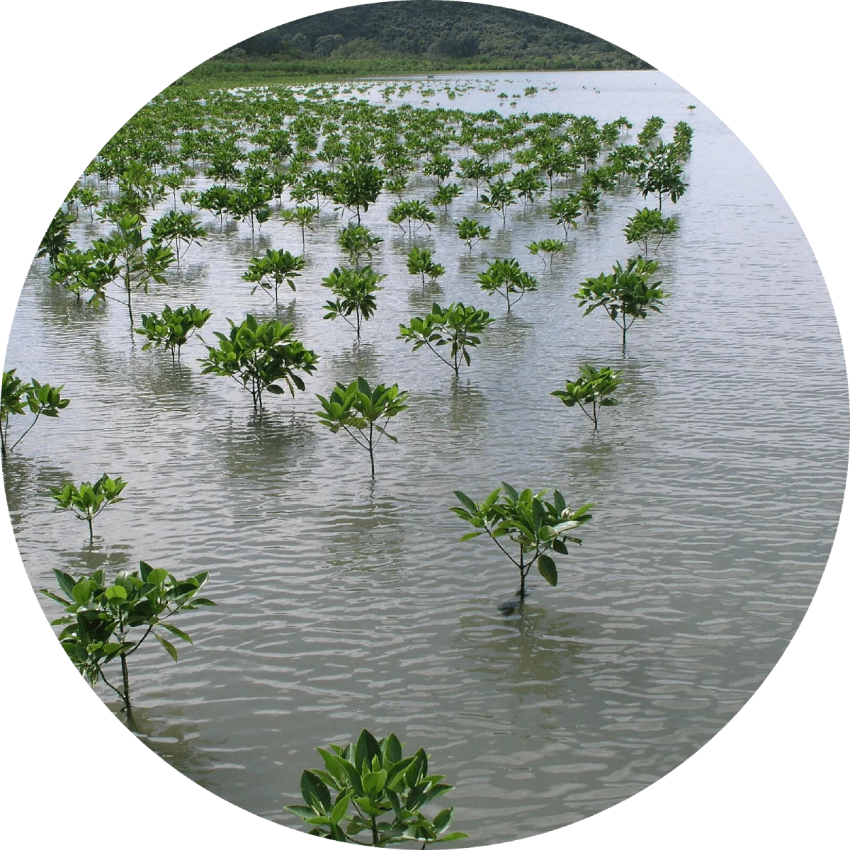 An overhead view of fields